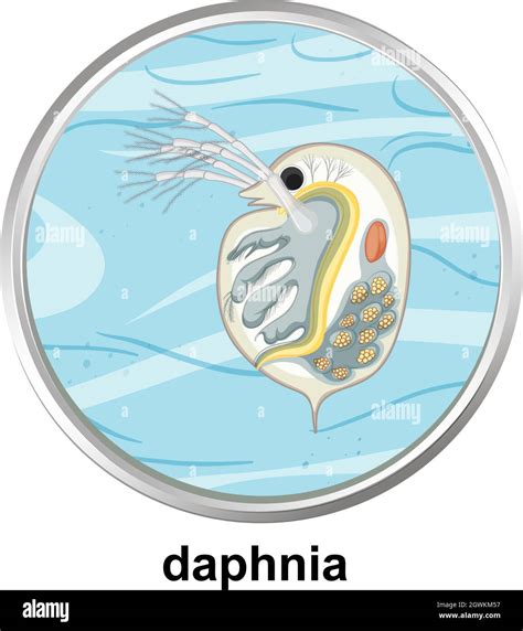 Anatomy structure of Daphnia on white background Stock Vector Image & Art - Alamy