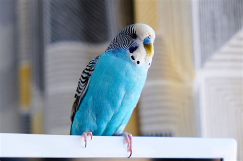Popugainya