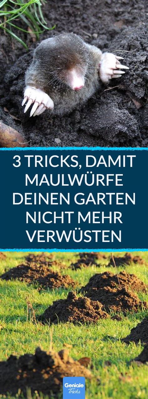 Maulwurf Im Garten 3 Tipps Und Hausmittel Um Ihn Zu Vertreiben