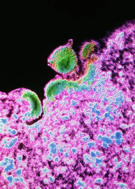 False Col Tem Of Aids Virus Budding From T Cell Photograph By Cnri