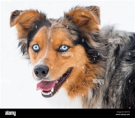 Stunning tri-color blue eyed blue eyes Australian Shepard Shepherd ...