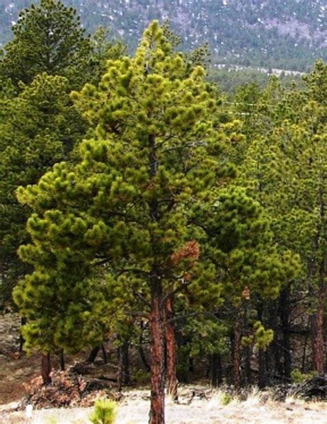 Ponderosa Pine