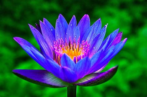 Image Result For Egyptian Blue Lotus Live Aquarium Plants Planted