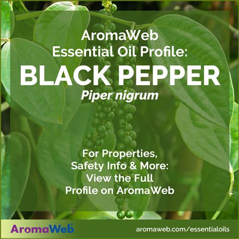 Black Pepper Essential Oil Benefits Uses Insights