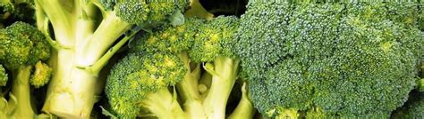 Сорта капусты брокколи: описание, выращивание, фото с названием