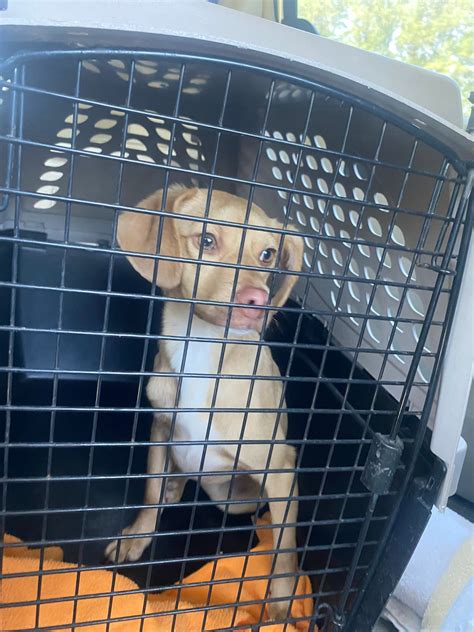 Pender County Humane... - Pender County Humane Society