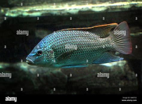 Tilapia Tanganica Immagini E Fotografie Stock Ad Alta Risoluzione Alamy