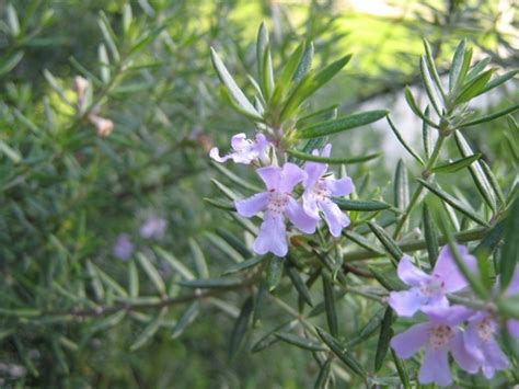 Rosemary photos free download