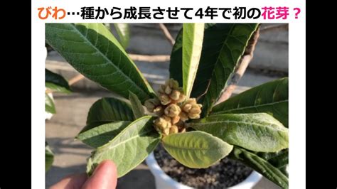 びわ 初の花芽？種から発芽させて4年経過2022年10月01日の様子 Youtube