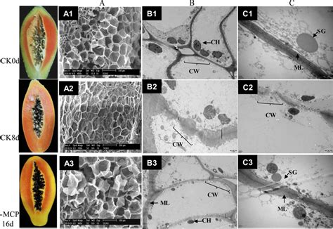 Microstructure Observations Of The Fruit Cell Walls After 1 MCP