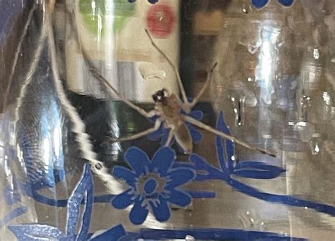 Is this a brown recluse? (Concerned about bite) : r/spiders