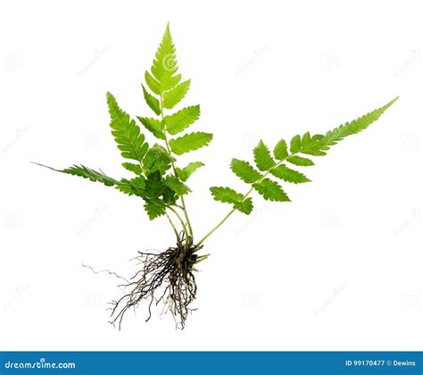 Fern with Roots and Frond without Soil Isolated on White Background ...