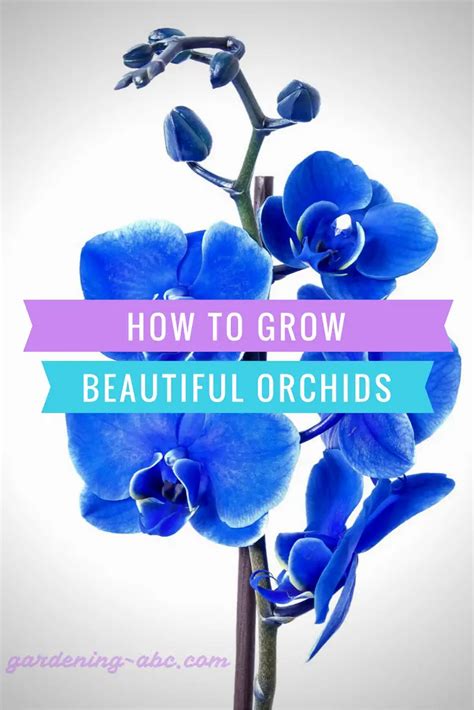 How To Grow Orchids As A Beginner Learn Some Basic Orchid Growing Tips