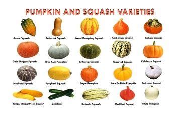 PUMPKIN AND SQUASH VARIETIES POSTER: "Ledger/Tabloid" (11 x 17 inches) in 2024 | Squash ...