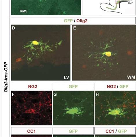 Svz Progenitors Transduced With Olig2 Differentiate Exclusively Into