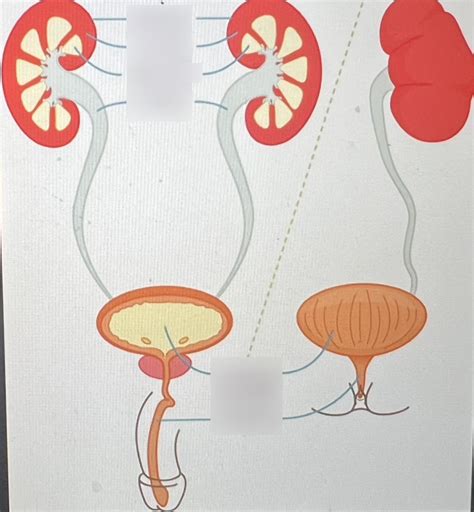 ATI TEAS 7 Science The Urinary System Diagram Quizlet