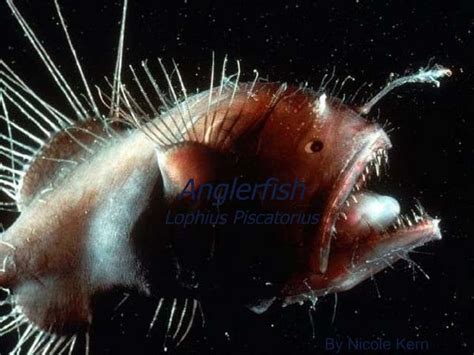 Anglerfish | PPT