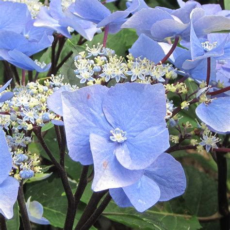 Hydrangea Macrophylla Zorro Hortensia T Tes Plates Bleu Intense