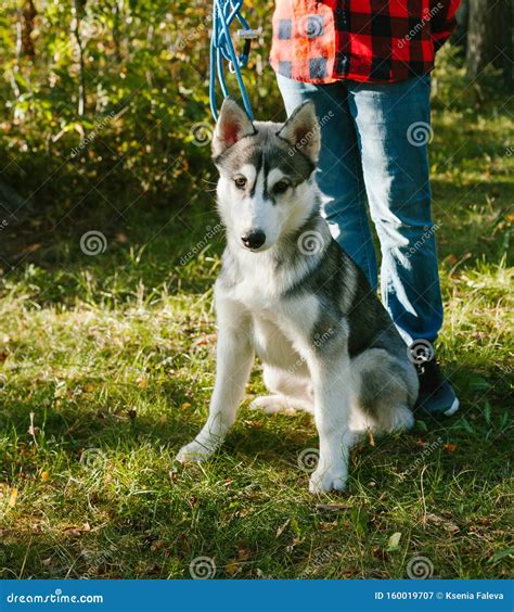 Gray-white Siberian Husky in the Street in Green Grass with a Neon