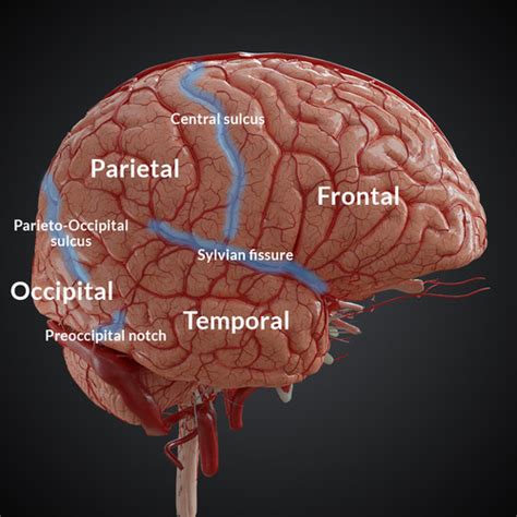 Anatomy And Function Of Brain Lobesmust Know Flashcards Quizlet