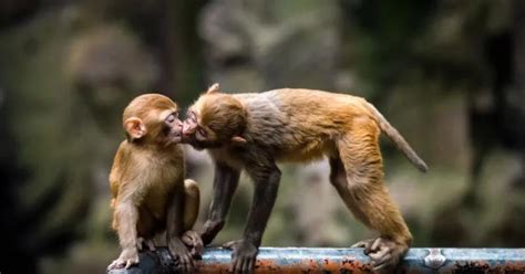 Male Monkeys Regularly Have Gay Sex And Are “behaviourally Bisexual