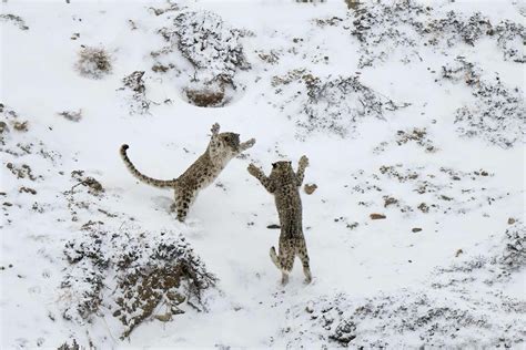 снежный барс :: леопард :: котэ (прикольные картинки с кошками ...