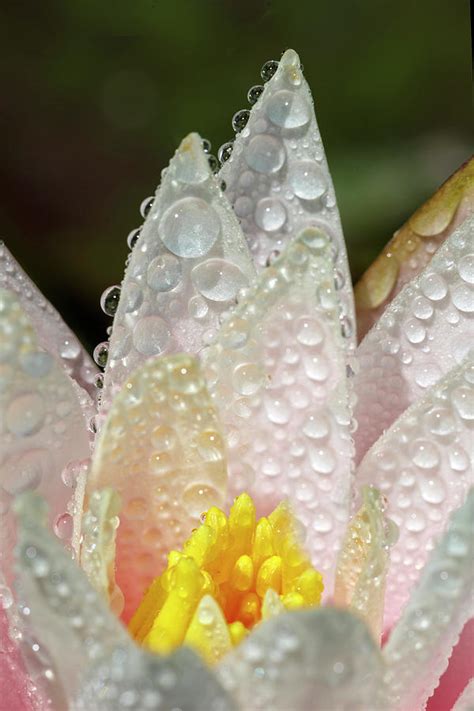 Beauty In The Rain Photograph By Wes And Dotty Weber Fine Art America