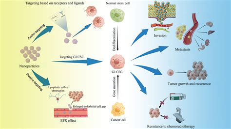 Main Ways Of Targeting Cscs By Nanoparticles And The Role Of Cscs In