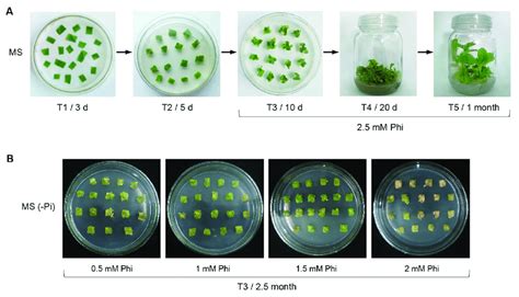 The Agrobacterium Infiltrated Tobacco Transformation Of Plant Vector