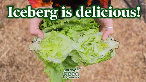 You Ve Never Had Iceberg Lettuce Like This How To Plant Grow