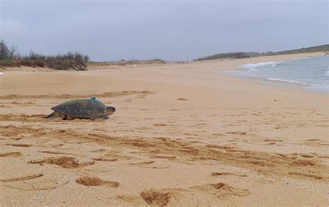 綠蠵龜28年來定返澎湖望安產卵創紀錄 海保署將續追棲地 ｜ 公視新聞網 Pnn