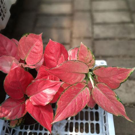 Jual Paling Popular Aglaonema Red Anjamani Aglonema Red Anjamani