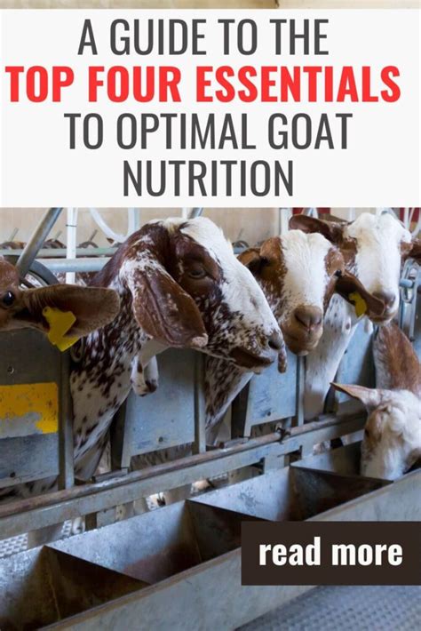 A Guide To The Top Four Essentials To Optimal Goat Nutrition