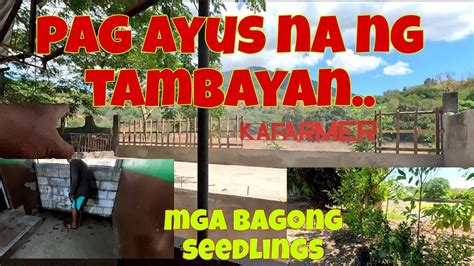 Malapit Na Magpintura Sa Tambayan Naitanim Na Ang Ibang Mga Seedlings