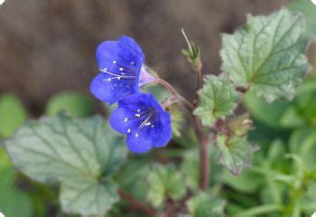 California Bluebells (Phacelia campanularia) Seeds