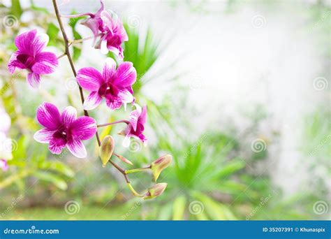 Pink Purple Orchid Flower Bouquet in Green Park with Copy Space Stock ...