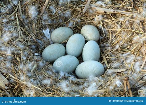 Swan Nest. Babies Swan Chicks Just Hatched From Eggs. Royalty-Free ...