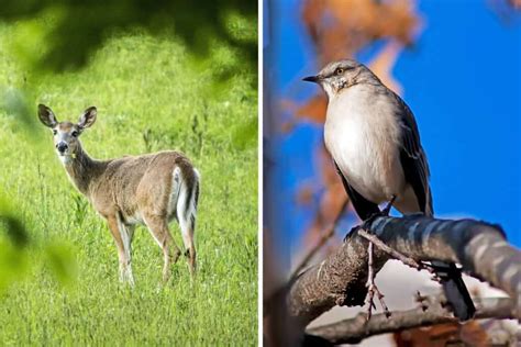 5 Arkansas State Animals - Wildlife Informer