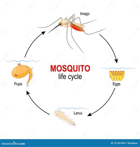 Ciclo De Vida Del Mosquito Cuatro Etapas Huevo Larva Crisálidas E Insecto Adulto Ilustración