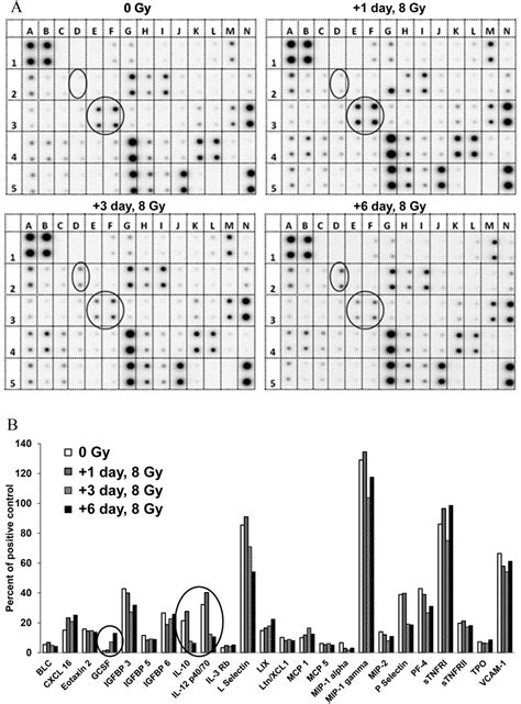 Cytokine antibody array in mouse serum after TBI. A cytokine array ...