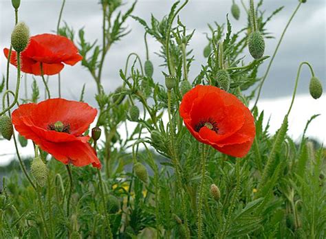 British Wild Plant Papaver Rhoeas Common Poppy Amapolas Flores