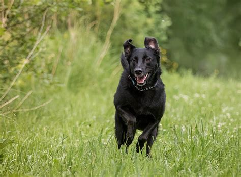 How to take perfect photos of your black dog