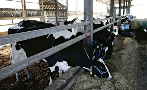 Dairy Farm Numbers Fall 60 In 20 Years Edairy News English