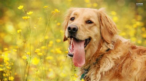 Golden Retriever Wallpapers - Wallpaper Cave