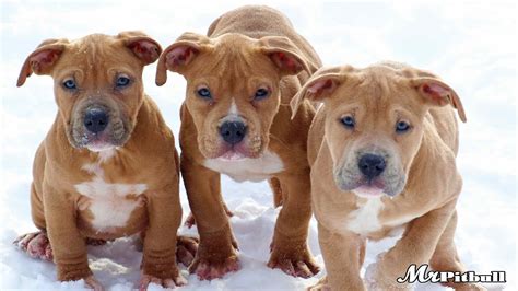 GATOR PITBULL PUPPIES