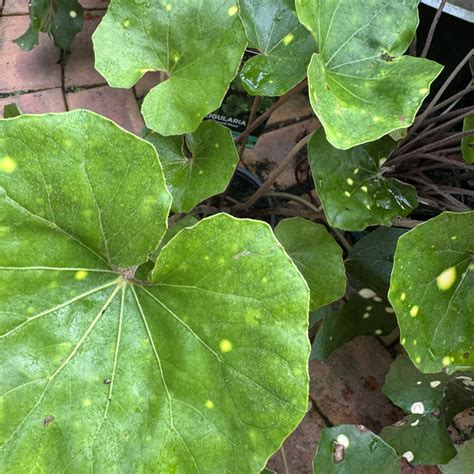 Ligularia Leopard Plant 2L - Lushingtons