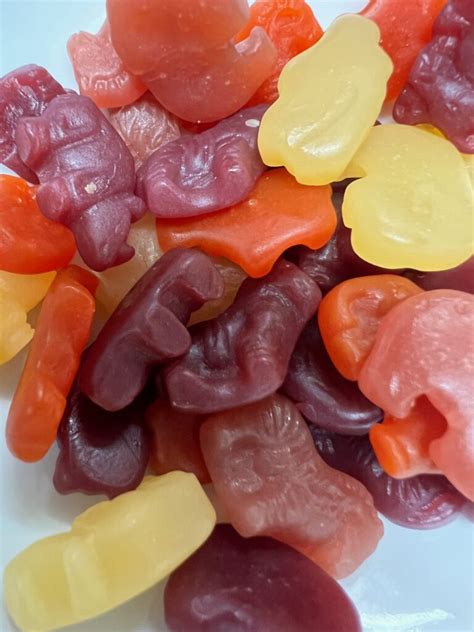 Gummy Zoo Animals Ainslees Salt Water Taffy And Candy Store