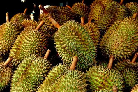 Durian Fruta Benef Cios Informa O Nutricional E Malef Cios Dr