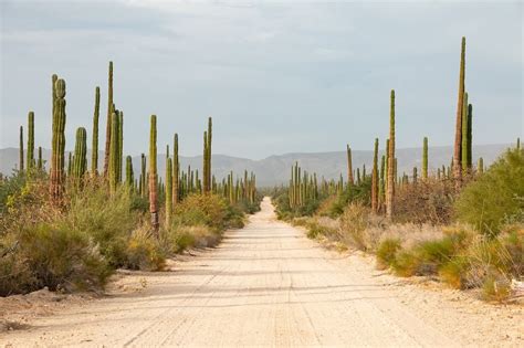 Noroeste de México estados clima cultura flora