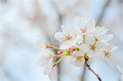 Pink Cherry Blossom Tree Picture And HD Photos | Free Download On Lovepik